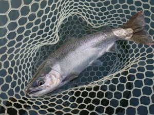 朝霞ガーデン 釣果