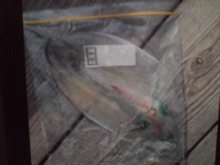 こかわ渡船　雅丸 釣果