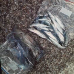 こかわ渡船　雅丸 釣果