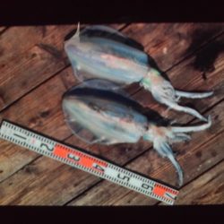 こかわ渡船　雅丸 釣果