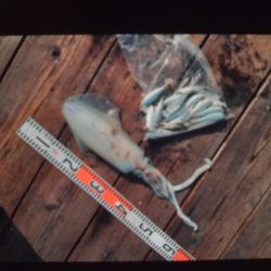 こかわ渡船　雅丸 釣果