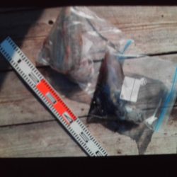 こかわ渡船　雅丸 釣果