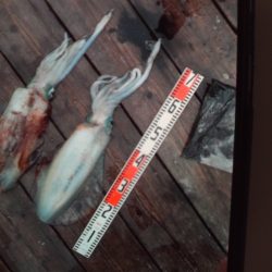 こかわ渡船　雅丸 釣果