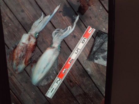 こかわ渡船　雅丸 釣果