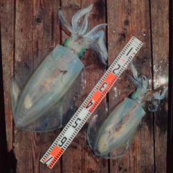 こかわ渡船　雅丸 釣果