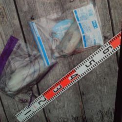 こかわ渡船　雅丸 釣果