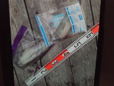 こかわ渡船　雅丸 釣果