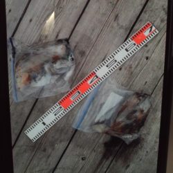 こかわ渡船　雅丸 釣果