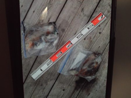 こかわ渡船　雅丸 釣果