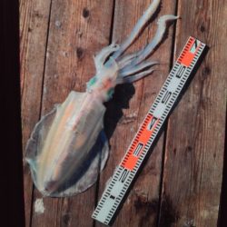 こかわ渡船　雅丸 釣果