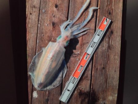 こかわ渡船　雅丸 釣果