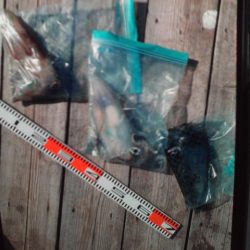 こかわ渡船　雅丸 釣果