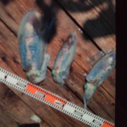 こかわ渡船　雅丸 釣果