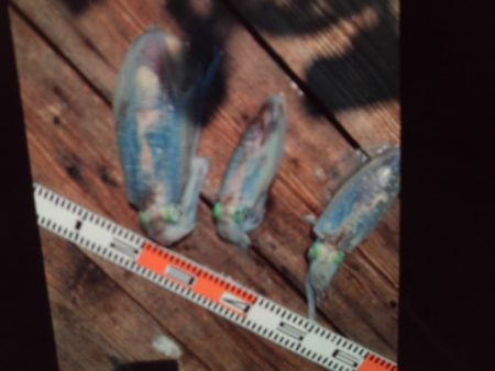 こかわ渡船　雅丸 釣果