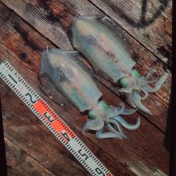 こかわ渡船　雅丸 釣果