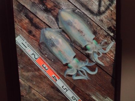 こかわ渡船　雅丸 釣果