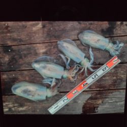 こかわ渡船 雅丸 釣果