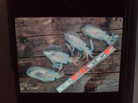 こかわ渡船　雅丸 釣果