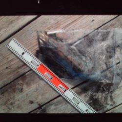 こかわ渡船　雅丸 釣果