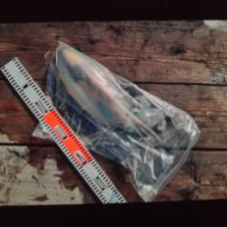 こかわ渡船　雅丸 釣果