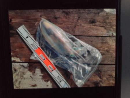 こかわ渡船　雅丸 釣果