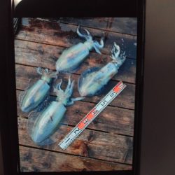 こかわ渡船　雅丸 釣果