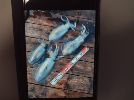 こかわ渡船　雅丸 釣果