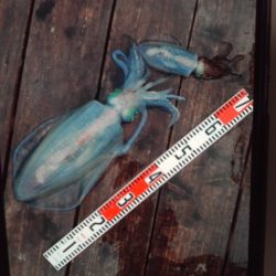 こかわ渡船　雅丸 釣果