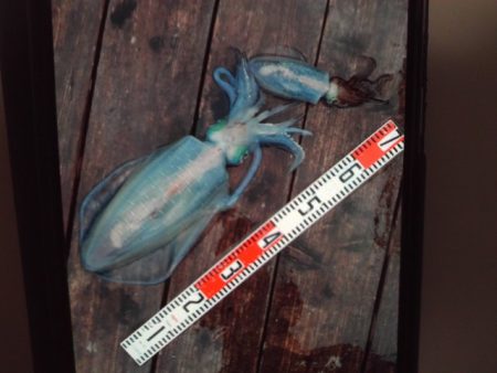 こかわ渡船　雅丸 釣果