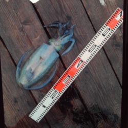 こかわ渡船　雅丸 釣果