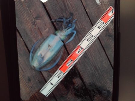 こかわ渡船　雅丸 釣果