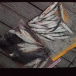 こかわ渡船 雅丸 釣果