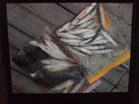 こかわ渡船 雅丸 釣果