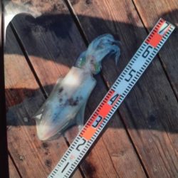 こかわ渡船　雅丸 釣果