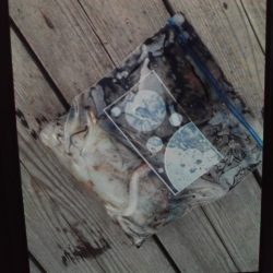 こかわ渡船　雅丸 釣果