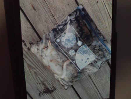 こかわ渡船　雅丸 釣果