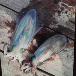 こかわ渡船　雅丸 釣果