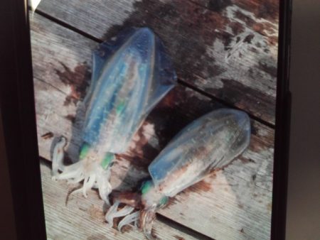 こかわ渡船　雅丸 釣果