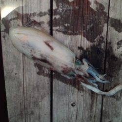 こかわ渡船　雅丸 釣果