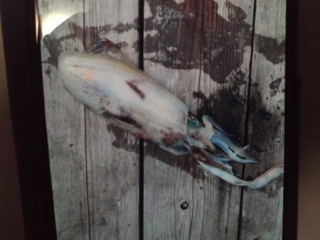 こかわ渡船　雅丸 釣果