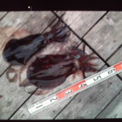 こかわ渡船 雅丸 釣果