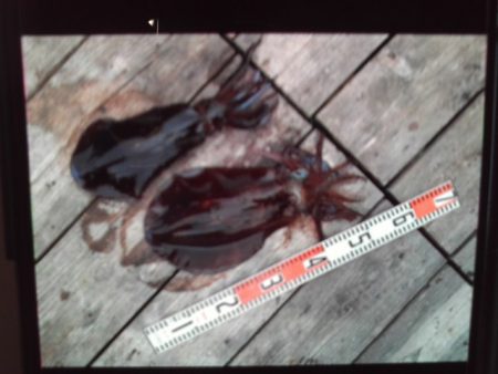 こかわ渡船 雅丸 釣果