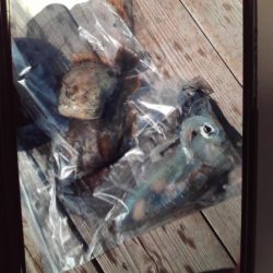 こかわ渡船　雅丸 釣果