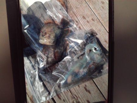 こかわ渡船　雅丸 釣果