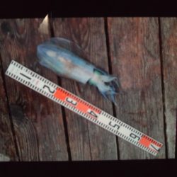 こかわ渡船　雅丸 釣果