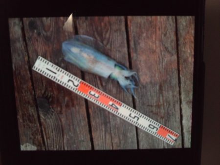 こかわ渡船　雅丸 釣果