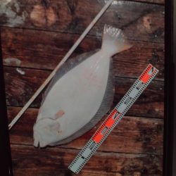 こかわ渡船　雅丸 釣果