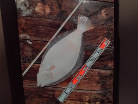 こかわ渡船　雅丸 釣果