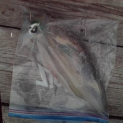 こかわ渡船 雅丸 釣果