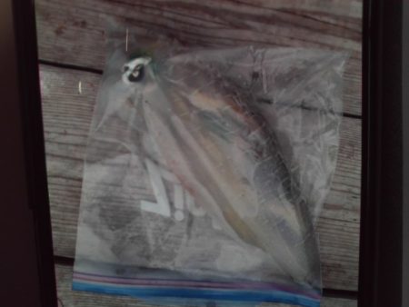 こかわ渡船 雅丸 釣果